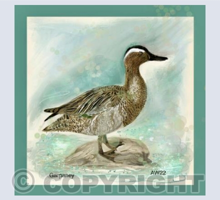 Garganey 