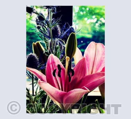 Inspiring flowers