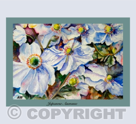 Japanese Anemones