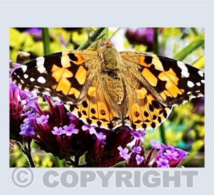 Painted Lady Butterfly