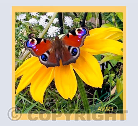 Peacock Butterfly
