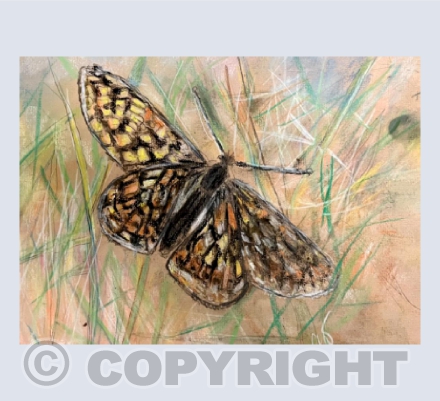 A Marsh Fritillary Butterfly
