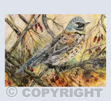 Fieldfare