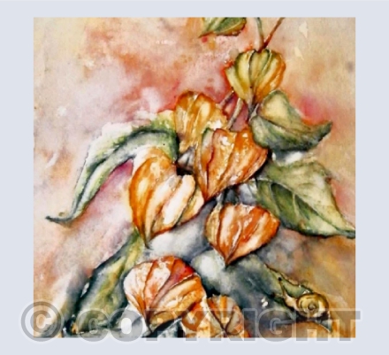 Physalis