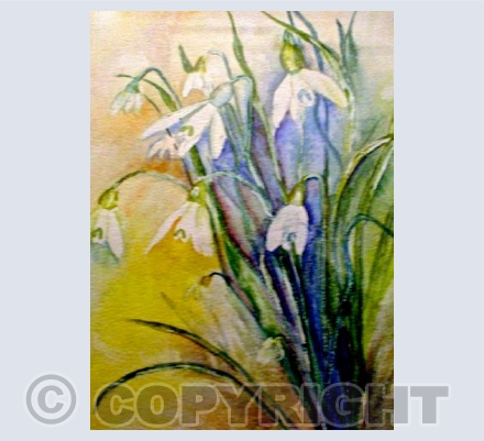 Snowdrops
