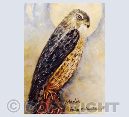 Merlin 