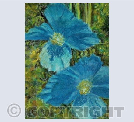 Meconopsis~the Blue Poppy