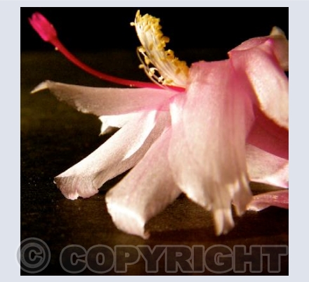 Macro Flower