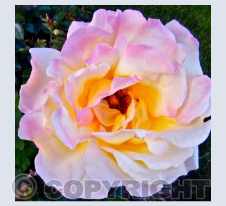 Floribunda Rose