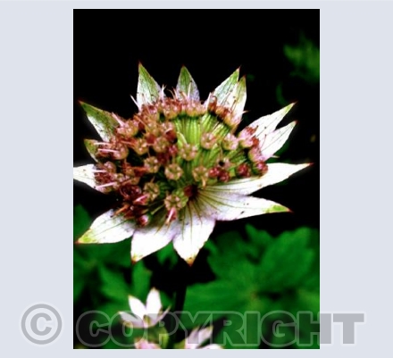 Astrantia