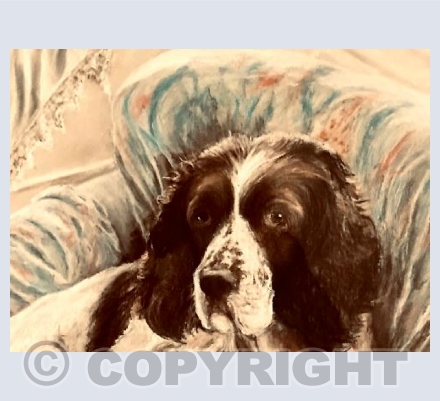 Rosie the Springer Spaniel