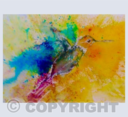 Hummingbird 