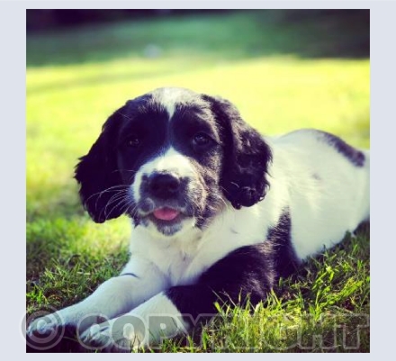Jess the Springer Spaniel