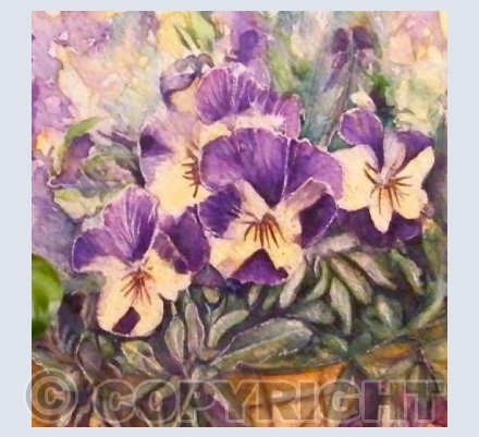 Pansies