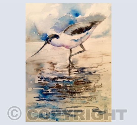 Avocet