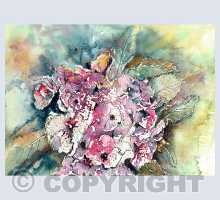 Hydrangea