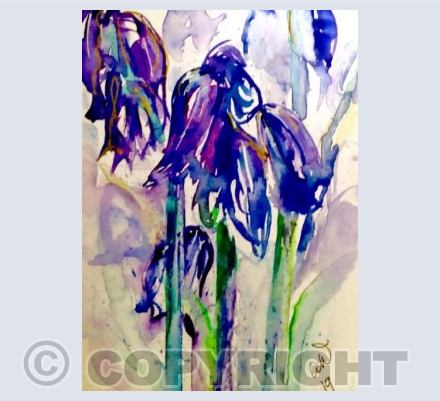 Bluebells 