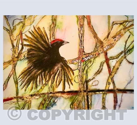 Black Woodpecker 