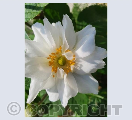 Japanese Anemone