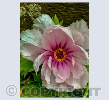 Tree Peony