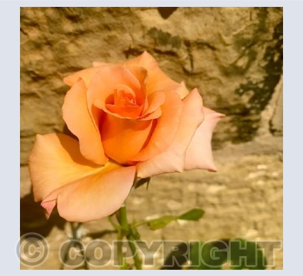 Orange Rose 