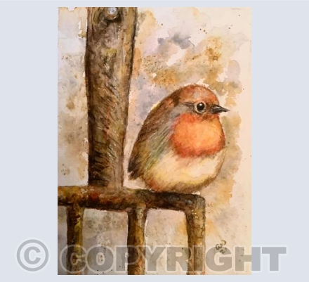 Garden Robin