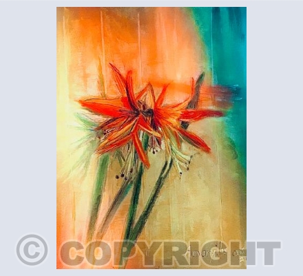 Amaryllis 