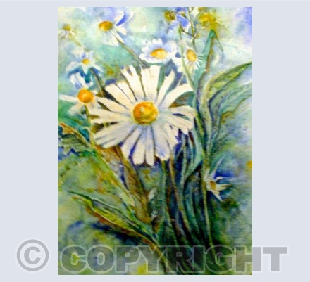 Daisy