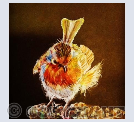 Feisty Robin 