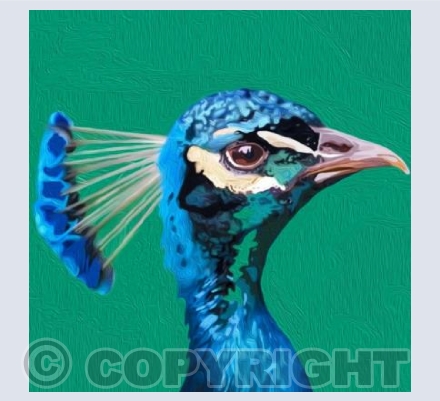 'Texturised Peacock'