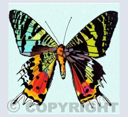 ‘Madagascar Moth’