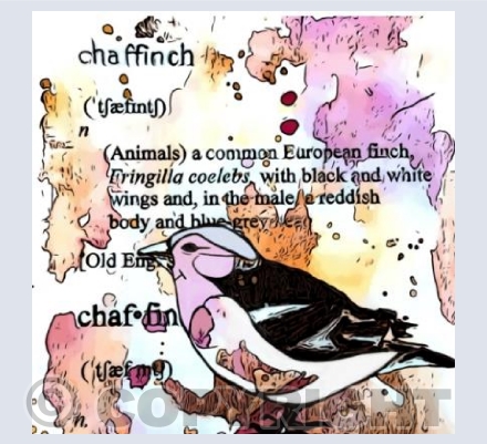 'What Is A Chaffinch?'