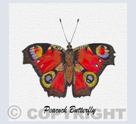 'Peacock Butterfly'