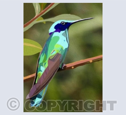 'Henry The Hummingbird'