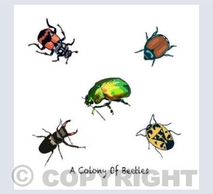 'A Colony Of Beetles'