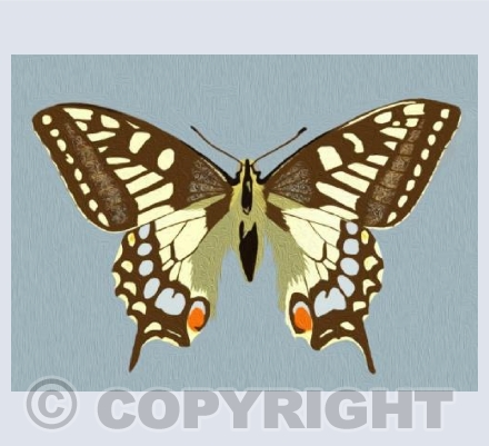 'Texturised Swallowtail Butterfly'
