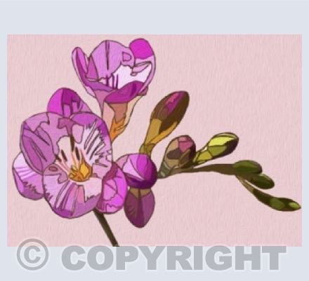 'Pink Freesia'