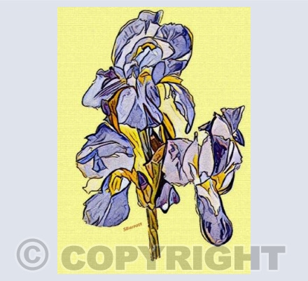'Purple Iris'