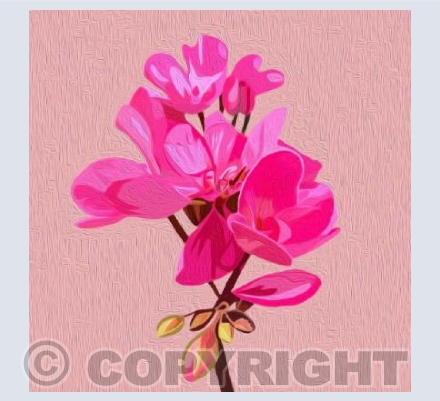 'Pink Geranium Flower'