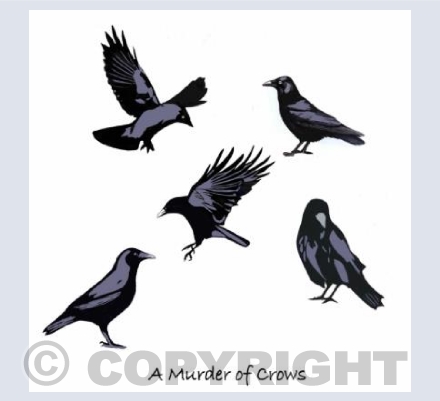 'A Murder Of Crows'