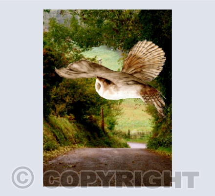 'Autumn Owl'