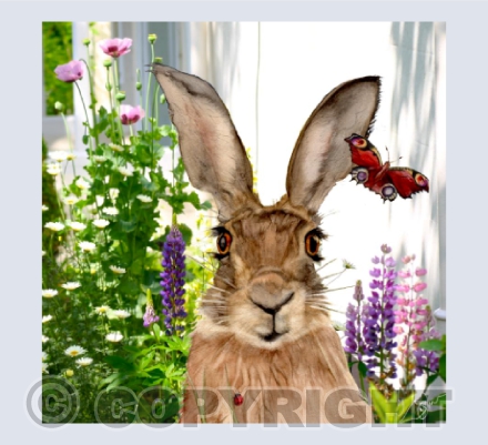 'Hafren'  Hare of the Summer lands