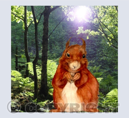 Miss Squirrel of Tylwch Woods, Nr Llanidloes, Mid-Wales