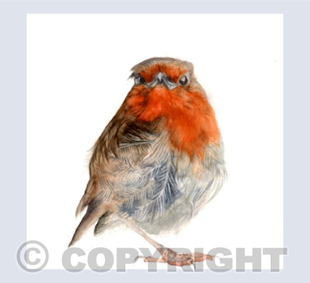 MR ROBIN