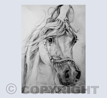 'CENZIO' Arabian Stallion