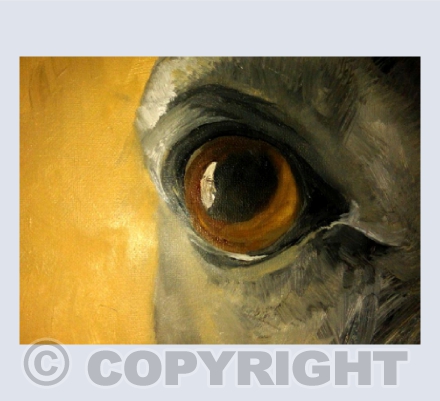 'EYE OF HORSE' oil on canvas