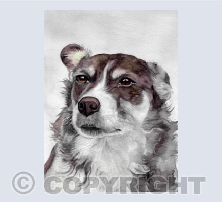 'MILLIE THE WISE' Border Collie