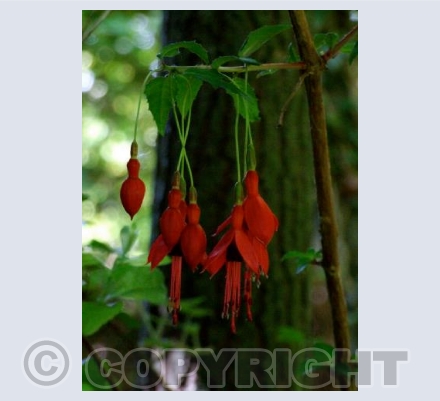 'FLOWER OF WEST CORK'