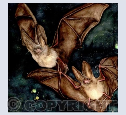  LONG EARED BROWN BATS  