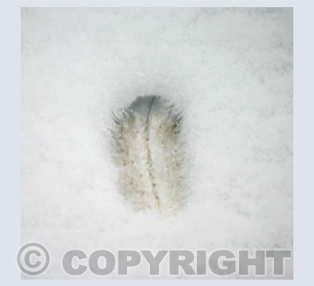 FEATHER ON SNOW